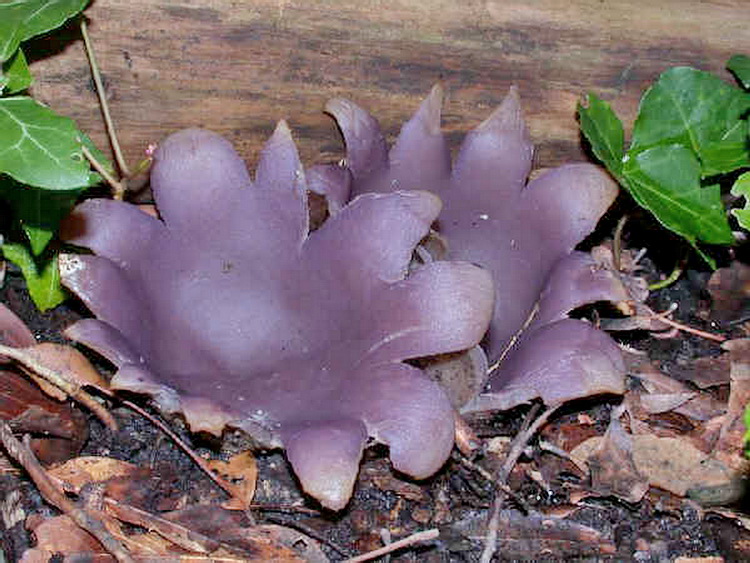 Sarcosphaera coronaria