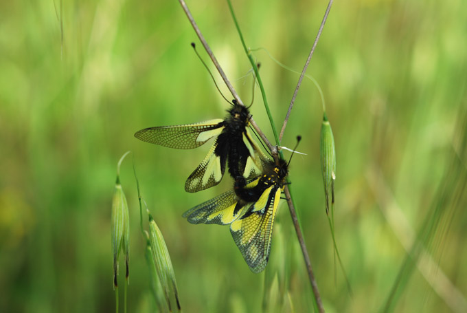 Libelloides coccajus