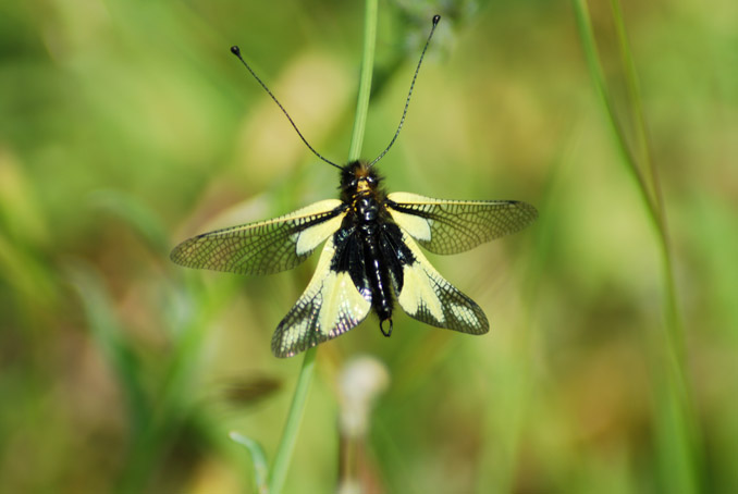 Libelloides coccajus
