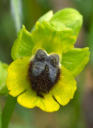 Ophrys sicula o lutea?