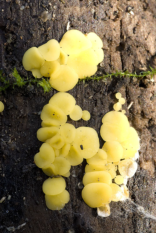 funghi da identificare