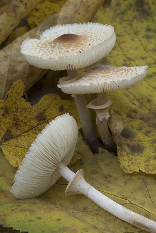 funghi da identificare