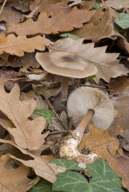 funghi da identificare