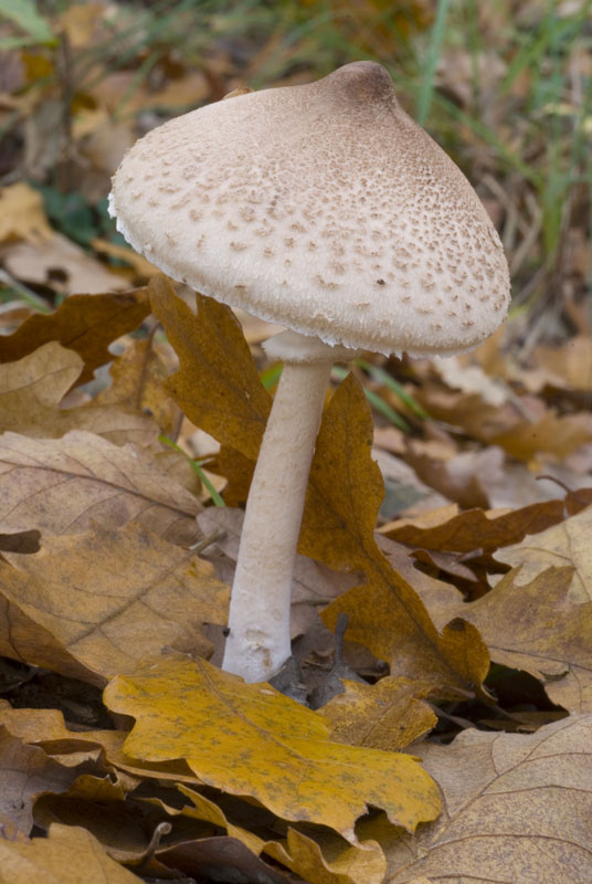 funghi da identificare