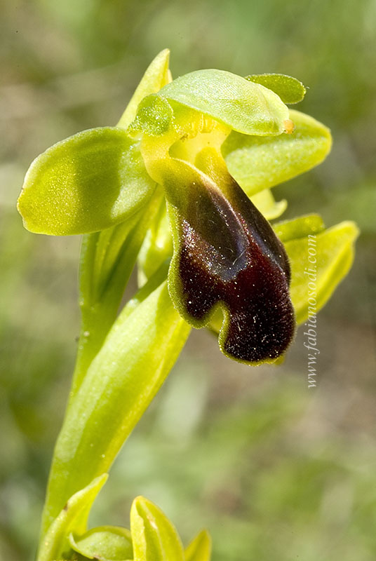 Ophrys funerea + forma albina