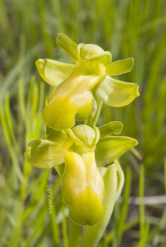 Ophrys funerea + forma albina