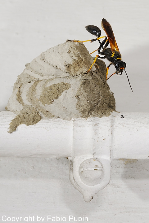 Sceliphron caementarium sul nido