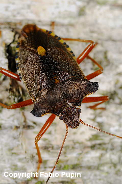 Pentatomidae: Pentatoma rufipes del Novarese