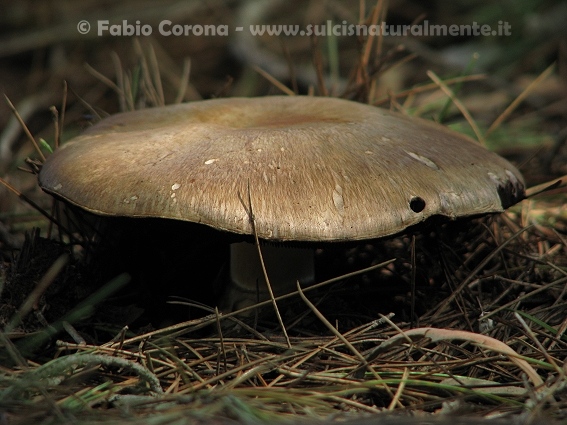 a me sconosciuto