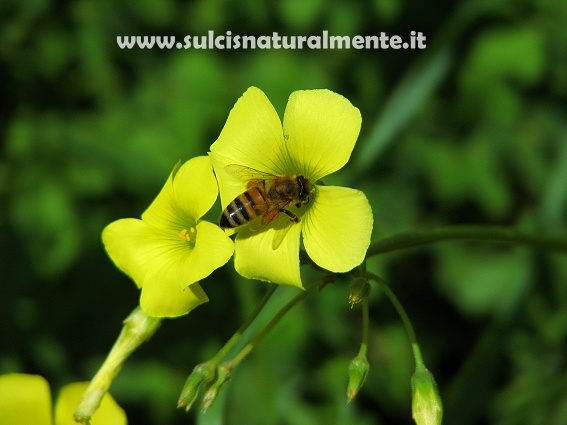 Apis mellifera F (Apidae)