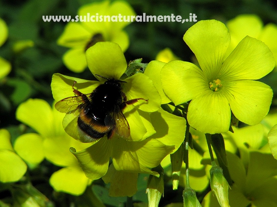 Bombus terrestris sassaricus (Apidae)