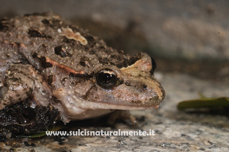 Discoglosso sardo (Discoglossus sardus)