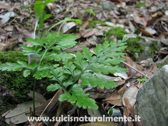 Asplenium cfr. onopteris