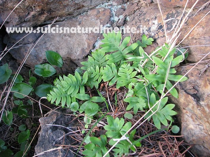 Polypodium cfr. cambricum