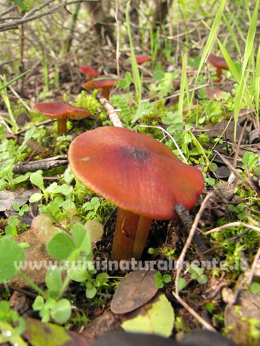 funghetti rossi (cfr. Hygrocybe conica)