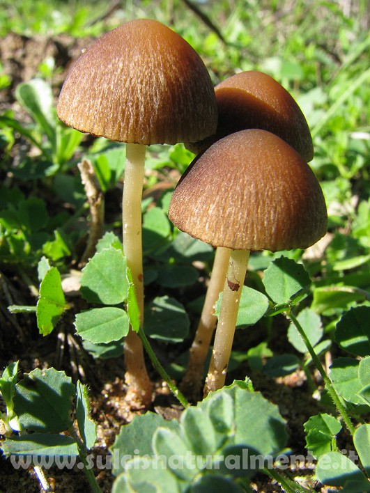 piccola escursione 17-11-2008