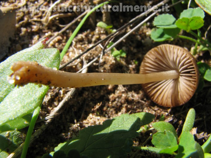 piccola escursione 17-11-2008