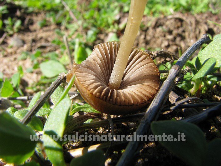 piccola escursione 17-11-2008