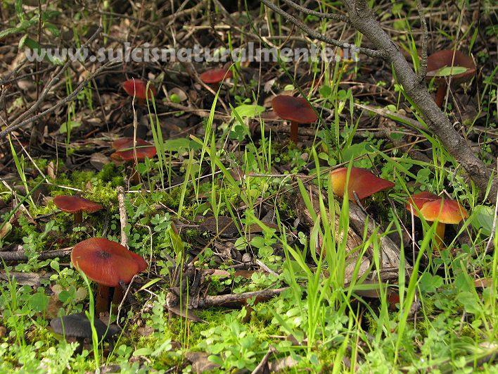 funghetti rossi (cfr. Hygrocybe conica)