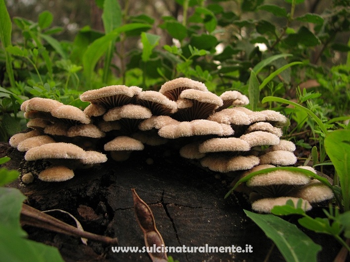 Schizophyllum commune