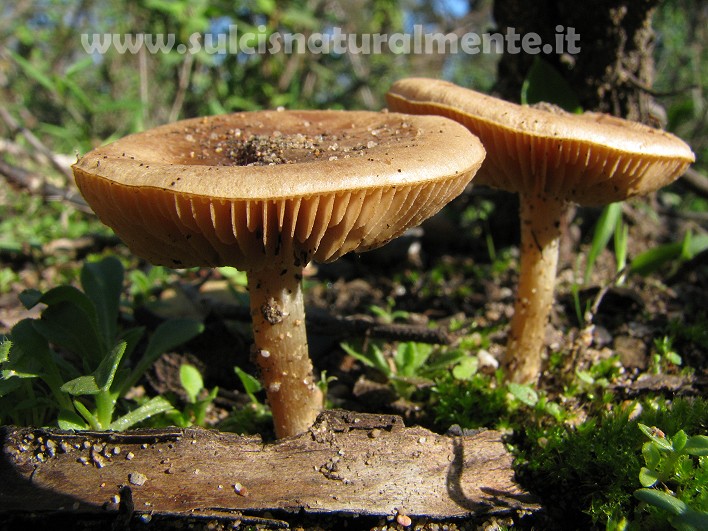 piccola escursione 17-11-2008