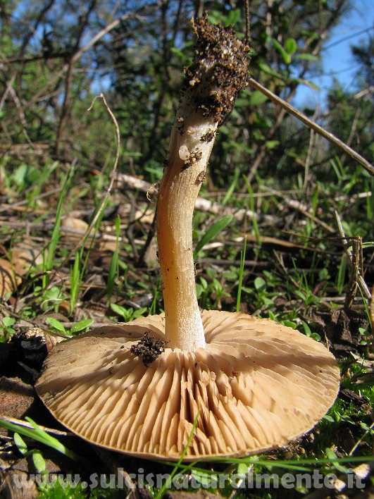 piccola escursione 17-11-2008