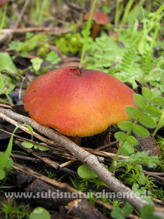 funghetti rossi (cfr. Hygrocybe conica)
