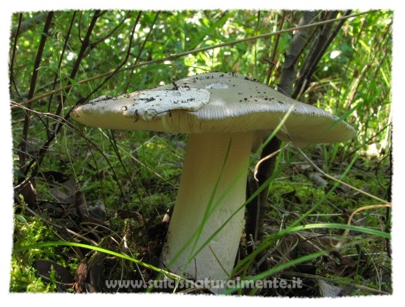 Amanita...?1