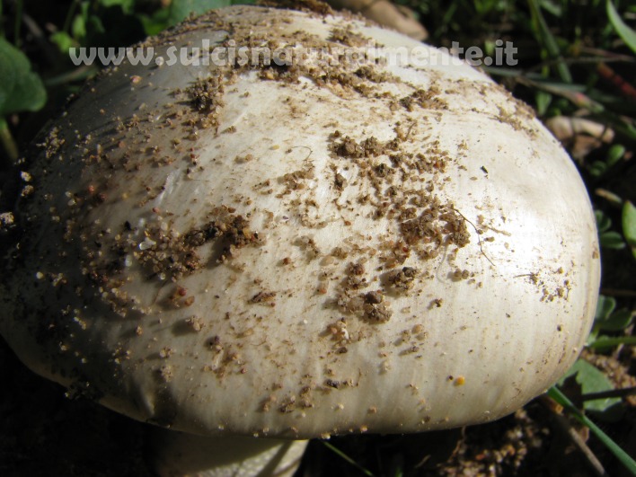 piccola escursione 17-11-2008