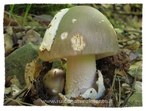 Amanita...?1