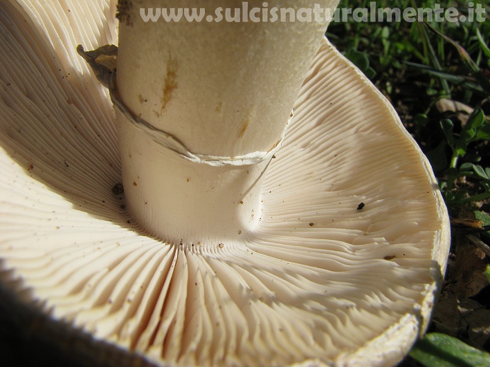 piccola escursione 17-11-2008