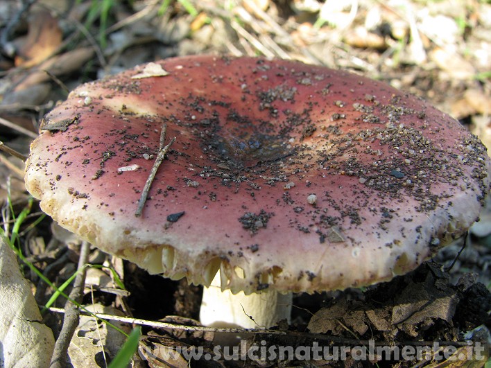 piccola escursione 17-11-2008