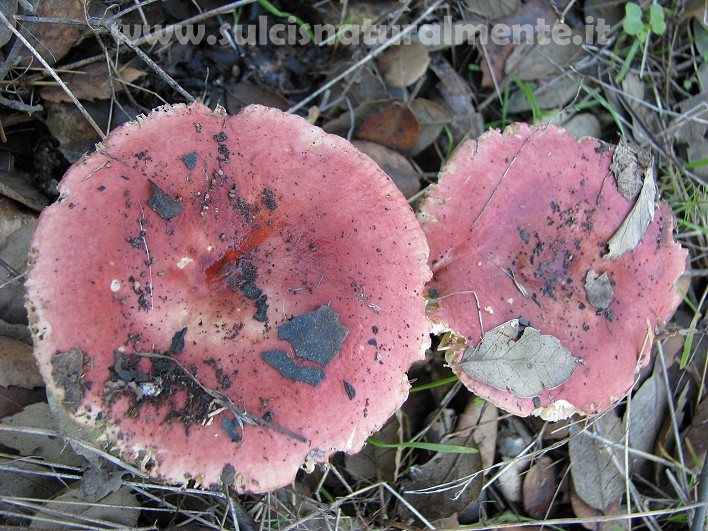 piccola escursione 17-11-2008