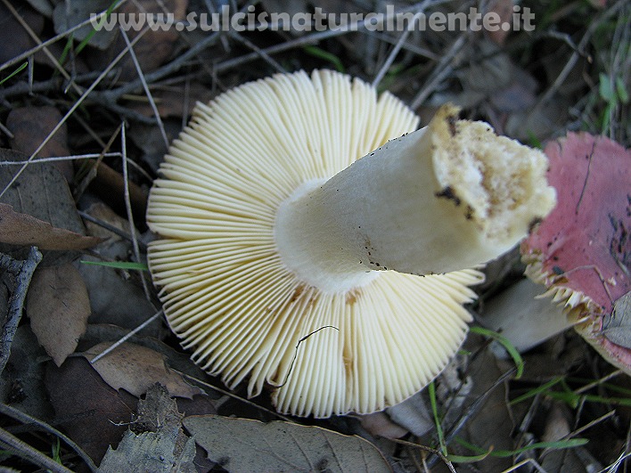 piccola escursione 17-11-2008