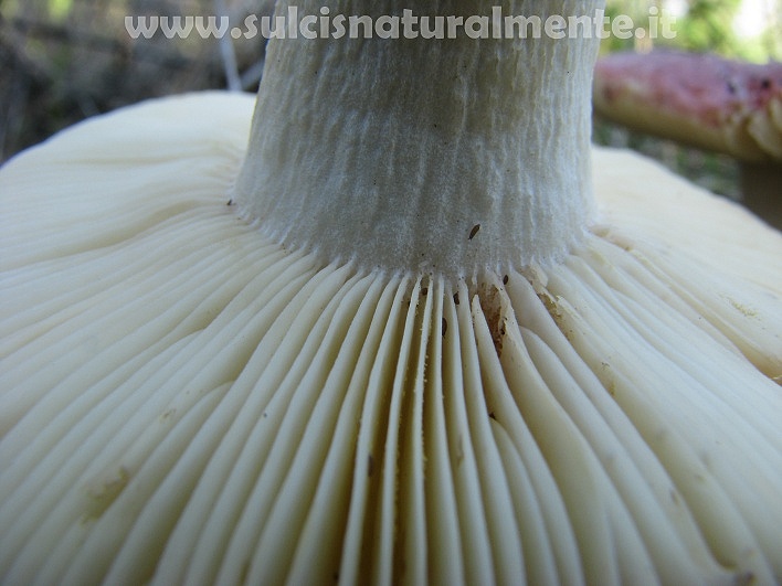 piccola escursione 17-11-2008