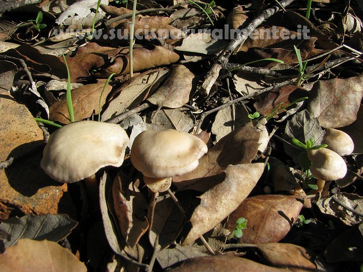 piccola escursione 17-11-2008