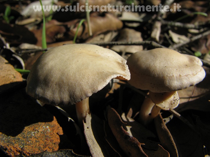 piccola escursione 17-11-2008