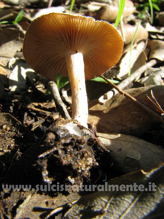 piccola escursione 17-11-2008