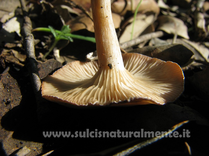 piccola escursione 17-11-2008