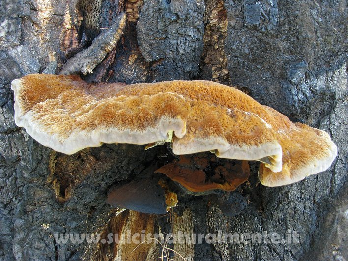 piccola escursione 17-11-2008