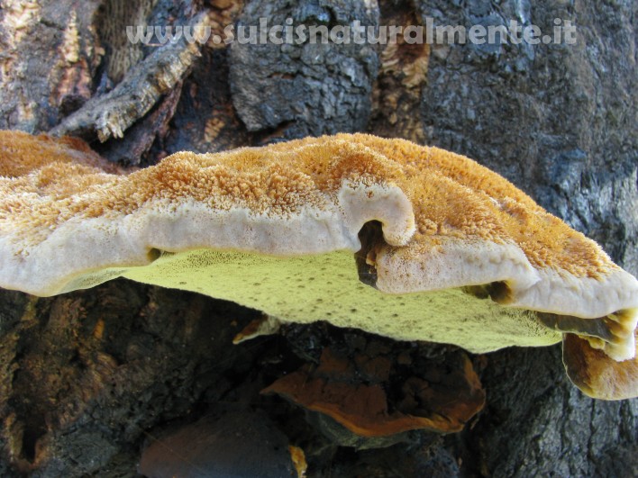 piccola escursione 17-11-2008