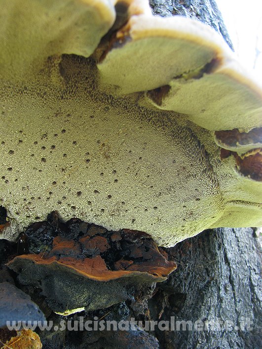 piccola escursione 17-11-2008