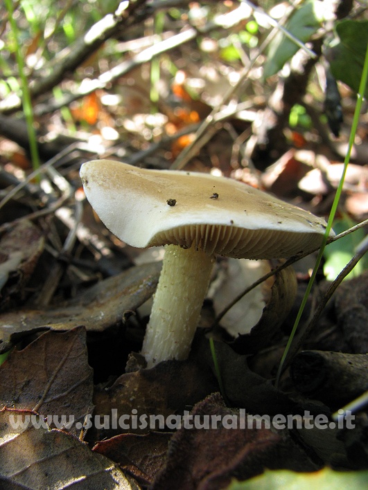 piccola escursione 17-11-2008