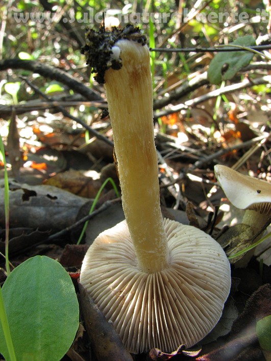 piccola escursione 17-11-2008