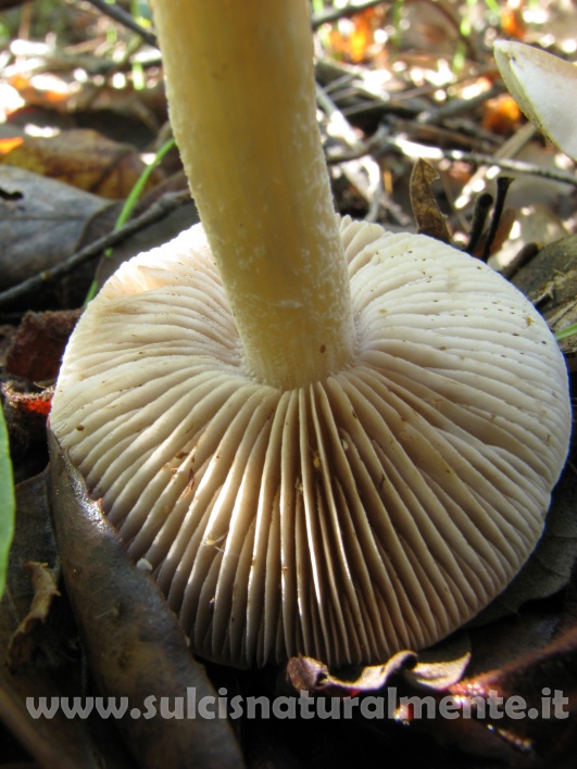 piccola escursione 17-11-2008