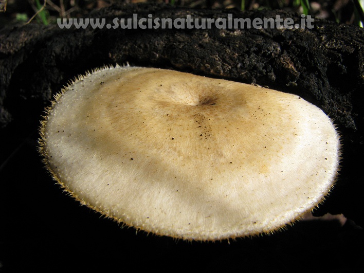 piccola escursione 17-11-2008