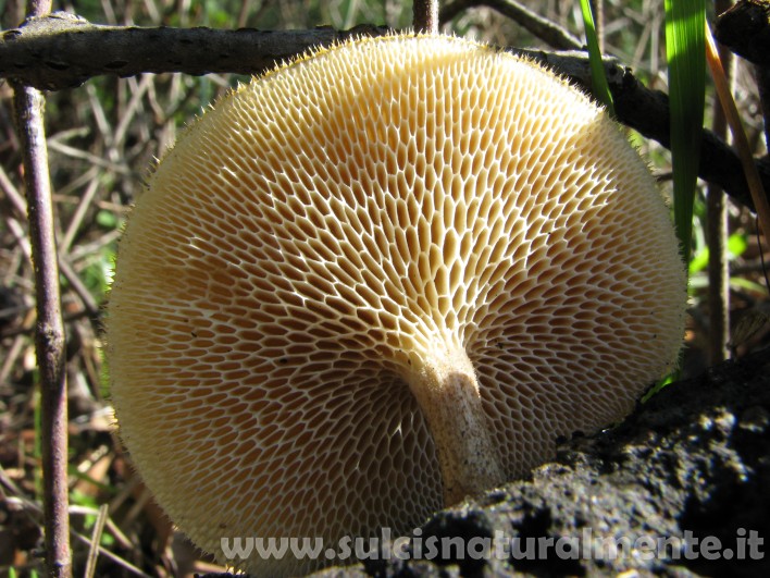 piccola escursione 17-11-2008