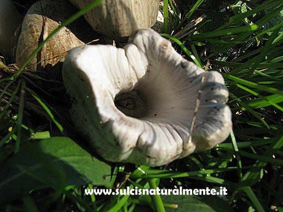 dalla Lombardia...che specie �?