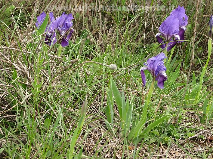 Iris lutescens / Giaggiolo tirrenico