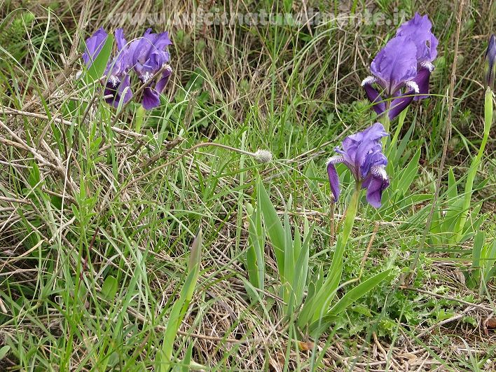 Iris lutescens / Giaggiolo tirrenico